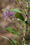 New England aster